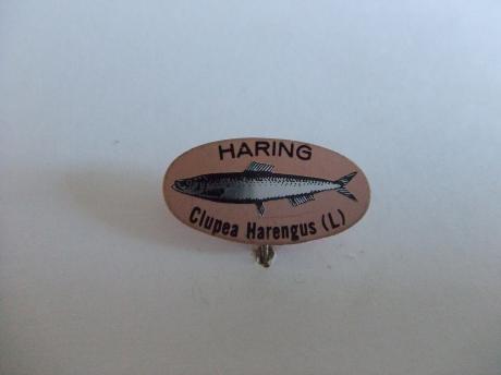 Haring Clupea Harengus